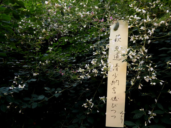 梨の木神社 萩_e0048413_17271126.jpg
