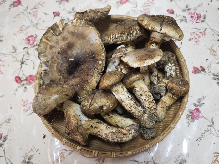 大漁の松茸_c0116915_047257.jpg