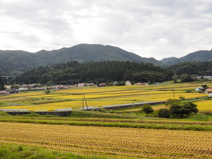 吉和の田んぼ風景_c0116915_0512953.jpg