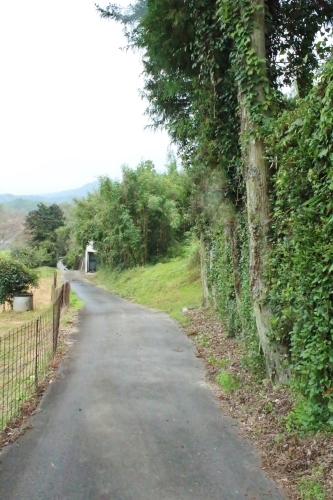 藤岡町の茶の木_b0220318_21021413.jpg