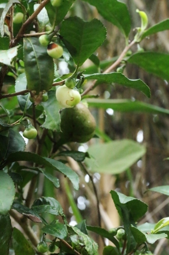 藤岡町の茶の木_b0220318_21024268.jpg