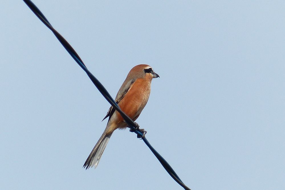 青空に百舌鳥が尾を振る朝散歩_a0031821_20144086.jpg