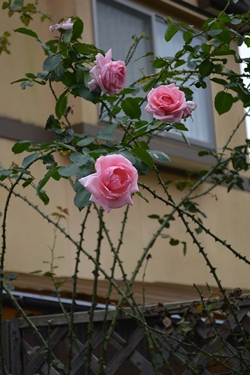 d0096422_8134231.jpg