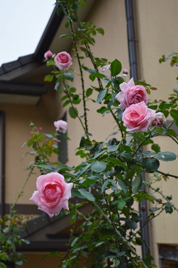 d0096422_8175661.jpg