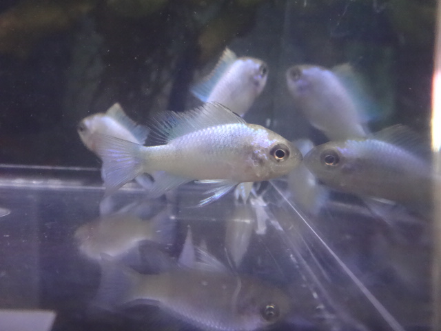 151001　熱帯魚・金魚・淡水魚・水草・観葉植物_f0189122_13355182.jpg