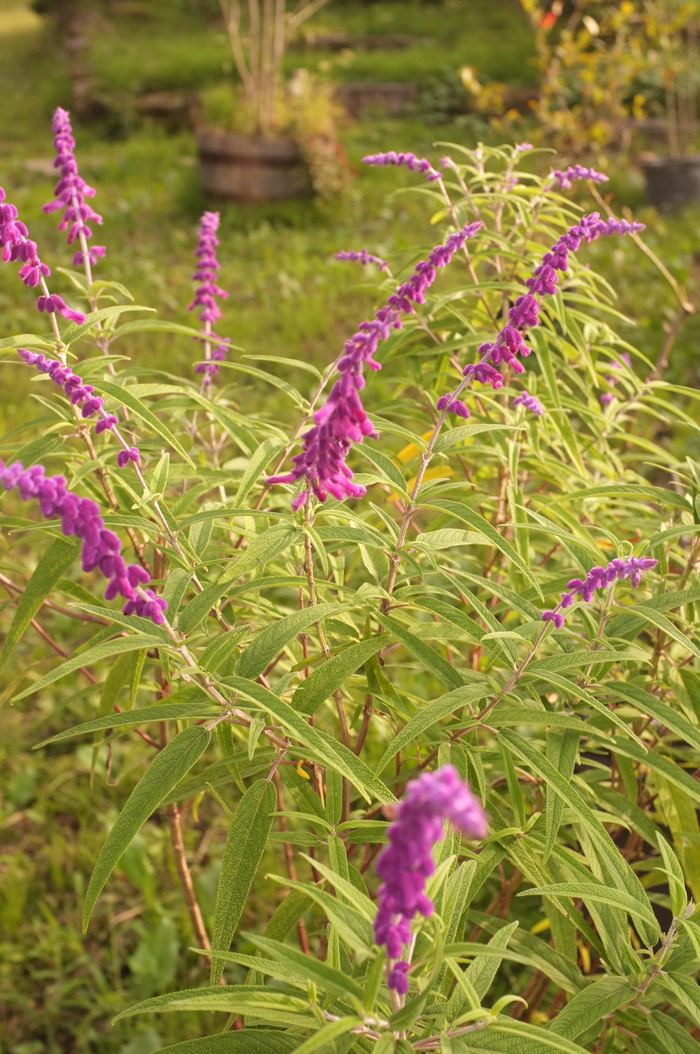 c0308431_1902430.jpg