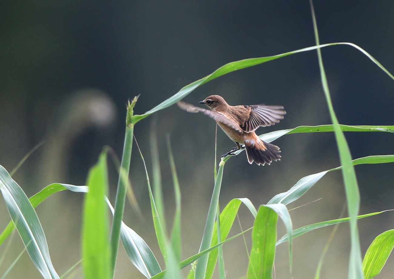 EOS　7D MarkⅡ試写（2）_c0304040_21535083.jpg