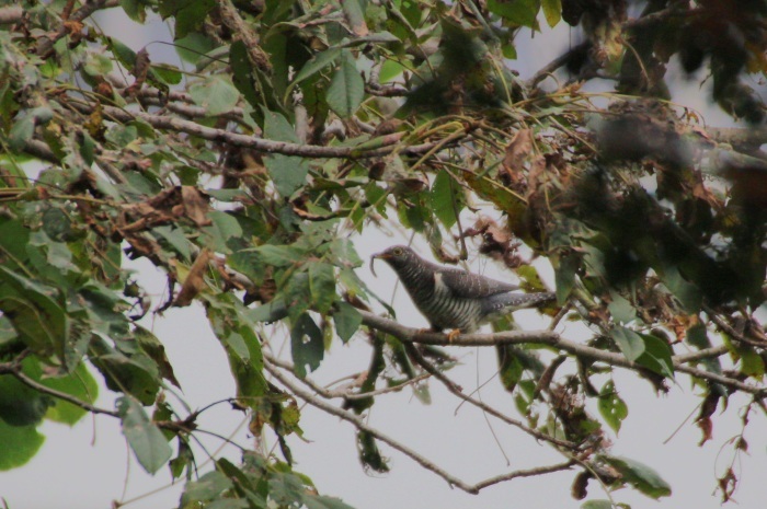 2015.10.1 まだ来てくれません・馬入ふれあい公園・ツツドリ（The stonechat does not yet come.）_c0269342_17215873.jpeg