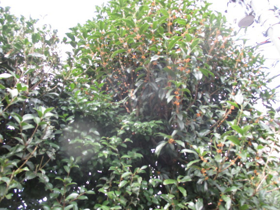 a0307846_09401620.jpg