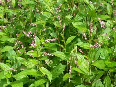 c0330749_17051885.jpg