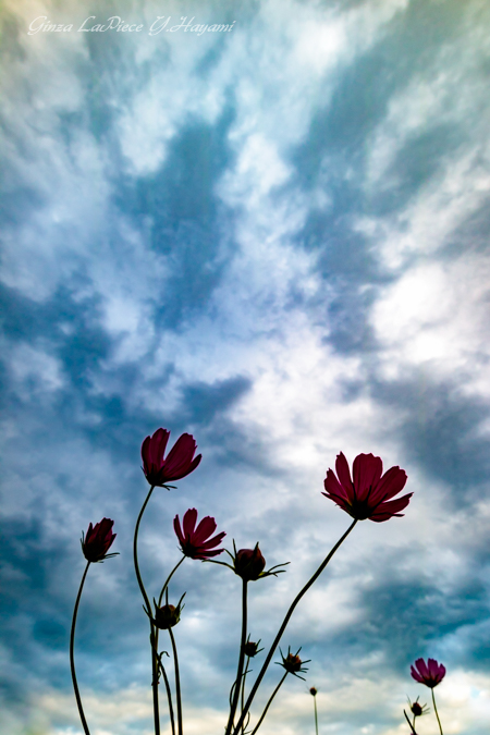 花のある風景　風の中のコスモス_b0133053_050849.jpg