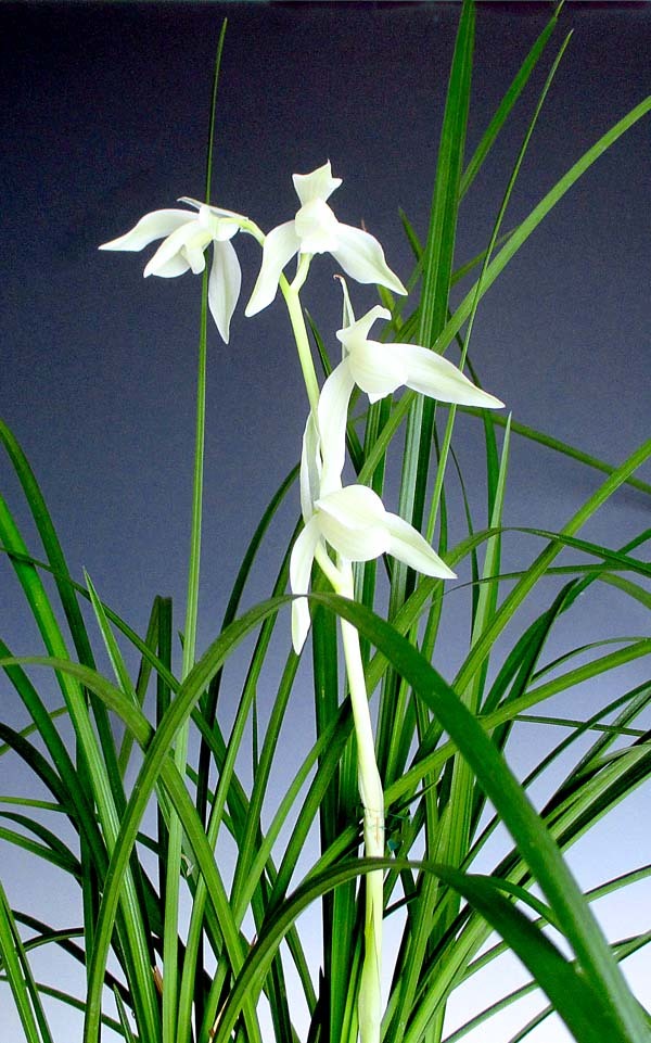 日本春蘭 多弁花素心『深緑』3本立 韓国春蘭 中国蘭 東洋蘭 山