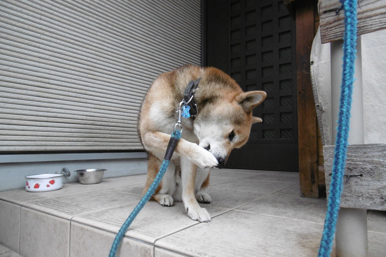 雨上がりのポポンタ_f0205367_18100363.jpg
