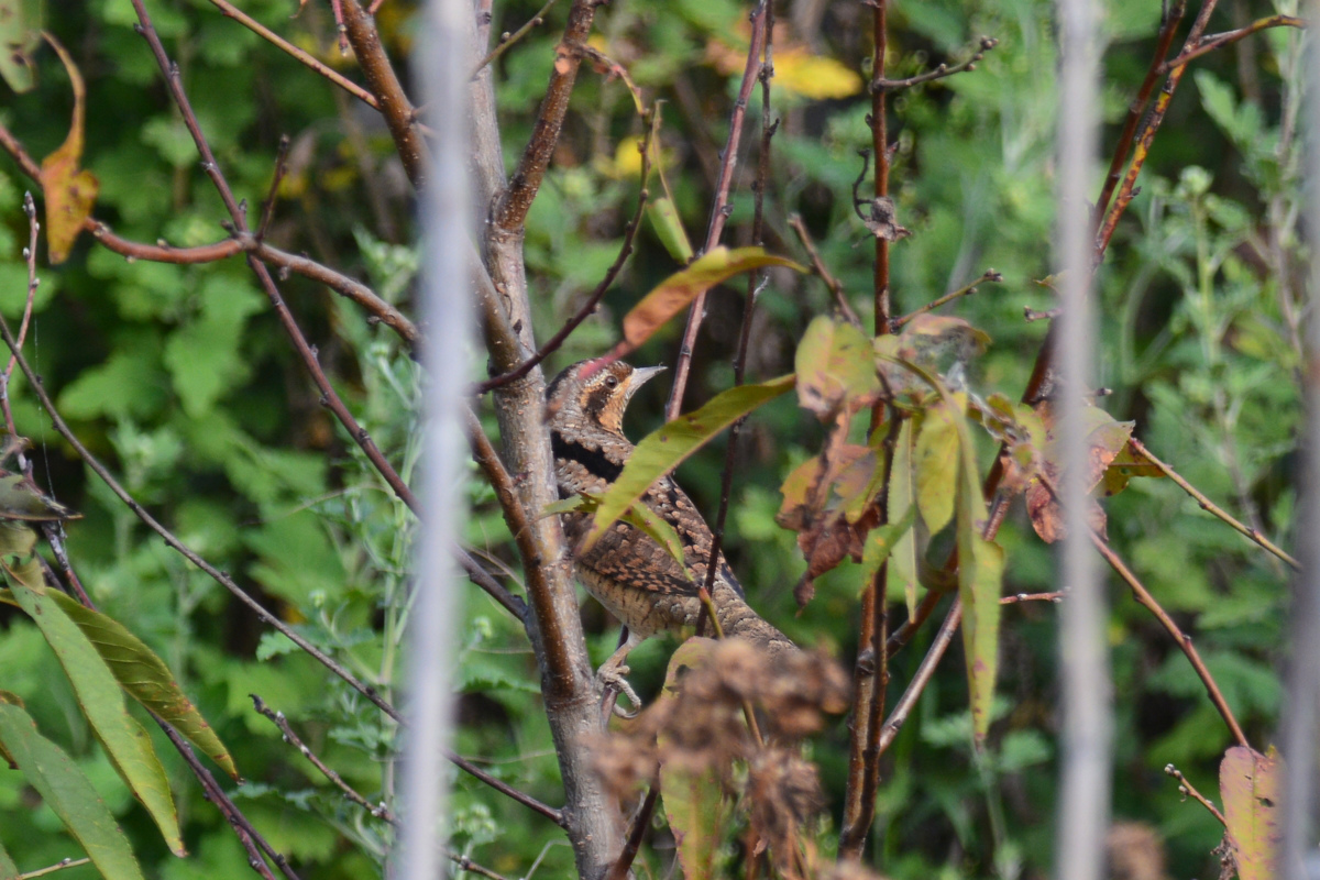 アリスイ 冬鳥一番?_f0053272_21122160.jpg