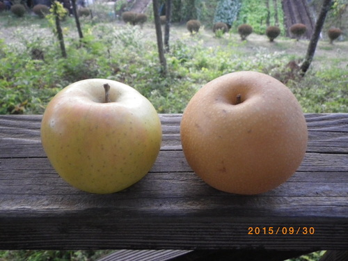ナシのへた_e0290580_19565163.jpg