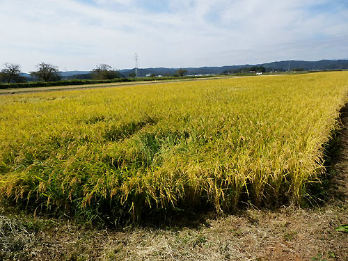 10月1日の田んぼ(緑ヶ丘小・北郷小)_d0247484_19335647.jpg