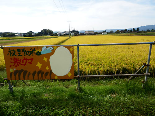 10月1日の田んぼ(上目黒小・枝野小)_d0247484_19492717.jpg