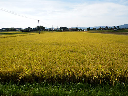 10月1日の田んぼ(上目黒小・枝野小)_d0247484_19513679.jpg