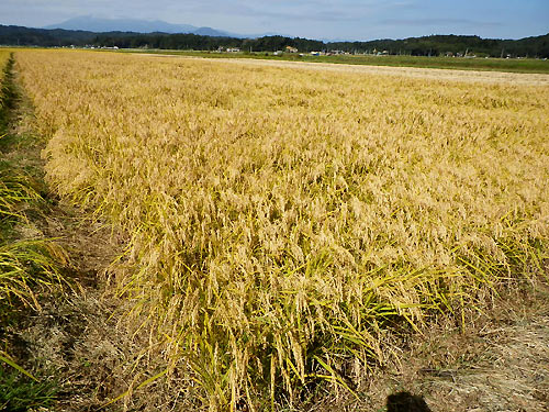 10月1日の田んぼ(目黒角田絆交流田)_d0247484_2013753.jpg