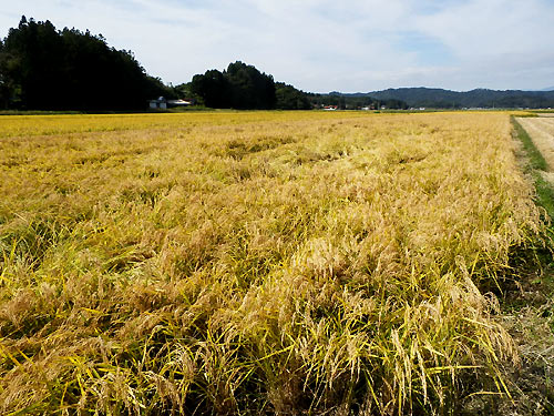 10月1日の田んぼ(目黒角田絆交流田)_d0247484_207894.jpg