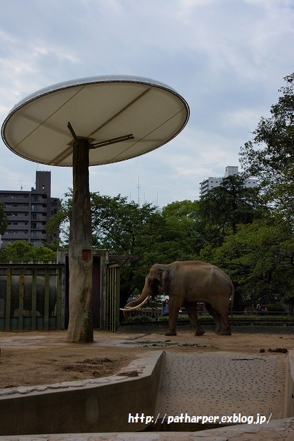 ２０１５年９月　王子動物園　その１_a0052986_7353123.jpg