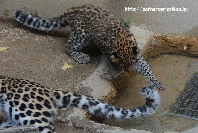 ２０１５年９月　王子動物園　その１_a0052986_7472461.jpg