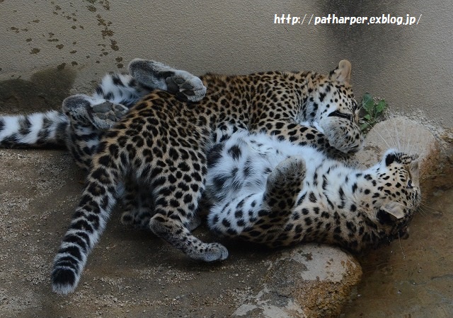 ２０１５年９月　王子動物園　その１_a0052986_7485036.jpg