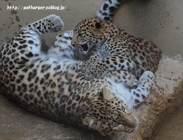 ２０１５年９月　王子動物園　その１_a0052986_7495052.jpg