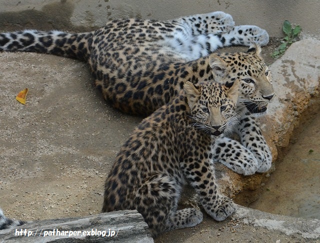 ２０１５年９月　王子動物園　その１_a0052986_7502275.jpg