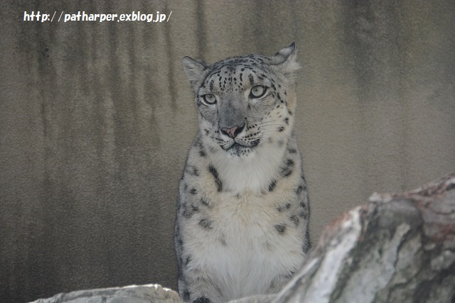 ２０１５年９月　王子動物園　その１_a0052986_7505877.jpg