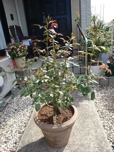 バラ 浪漫 成長記録 えがらし園芸新書