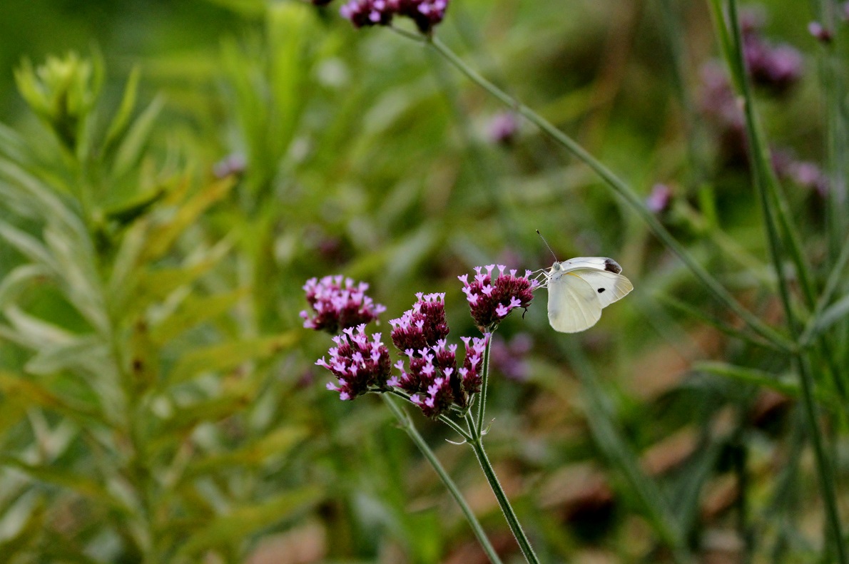 荒地も花園 アレチハナガサとチョウたち そよ風のつぶやき