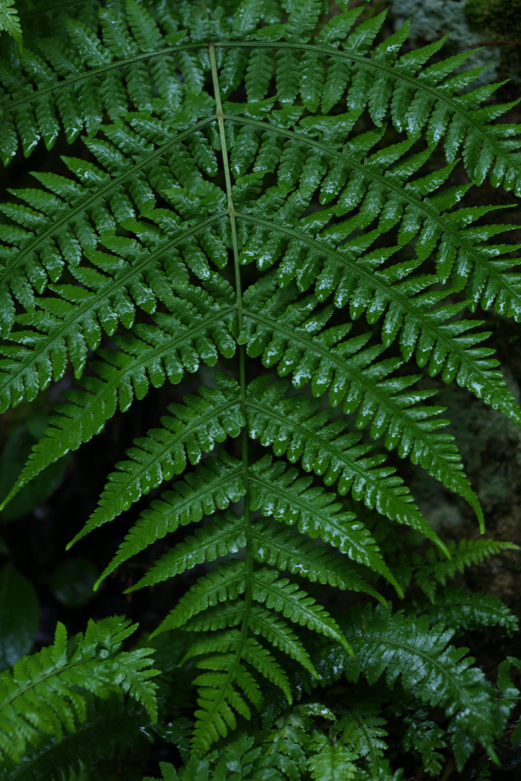 a0155104_1747579.jpg