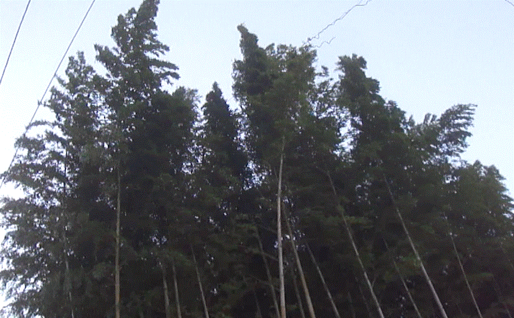 f0231709_20402496.gif