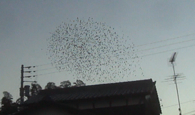 f0231709_20463452.gif