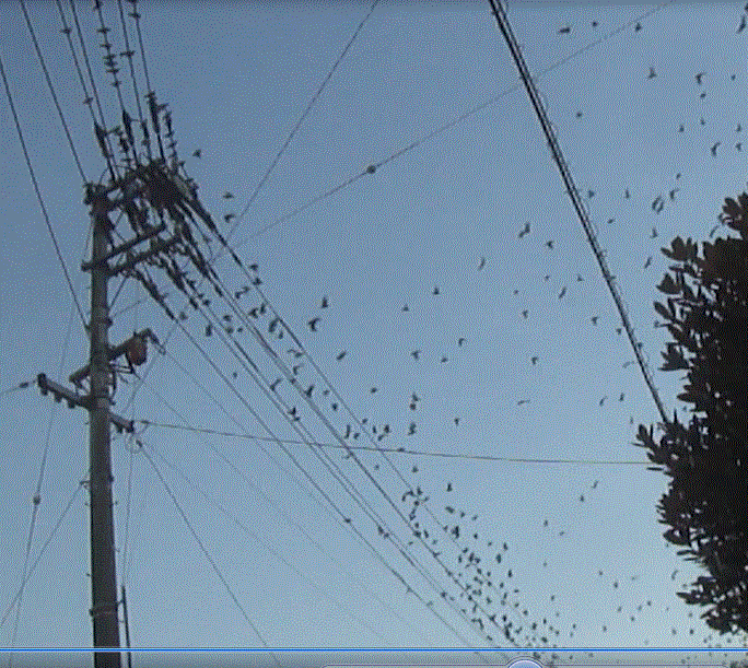 f0231709_20471895.gif