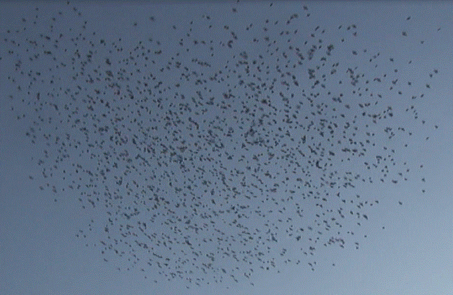 f0231709_20473445.gif