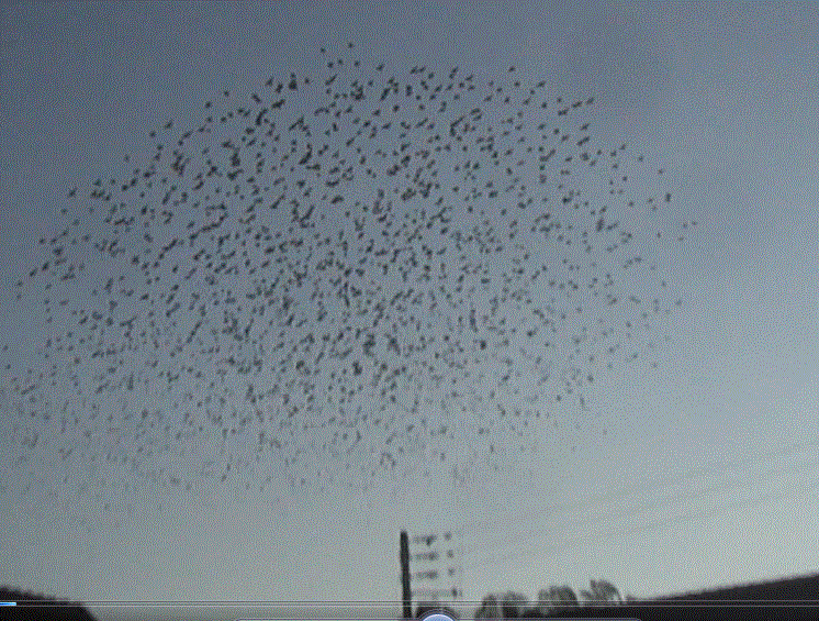 f0231709_20492379.gif