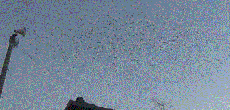 f0231709_2049282.gif