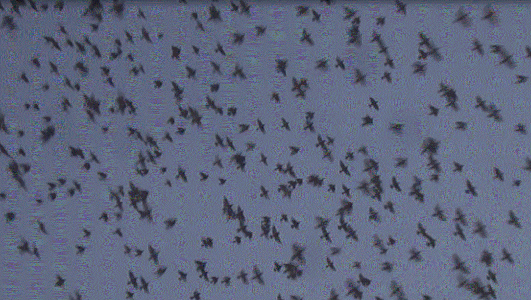 f0231709_20505917.gif