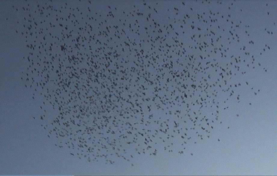 f0231709_20512225.gif