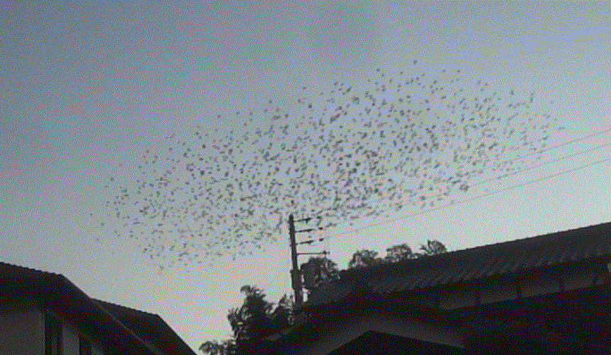 f0231709_20522199.gif