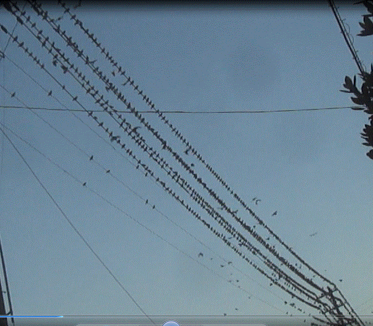 f0231709_20595314.gif