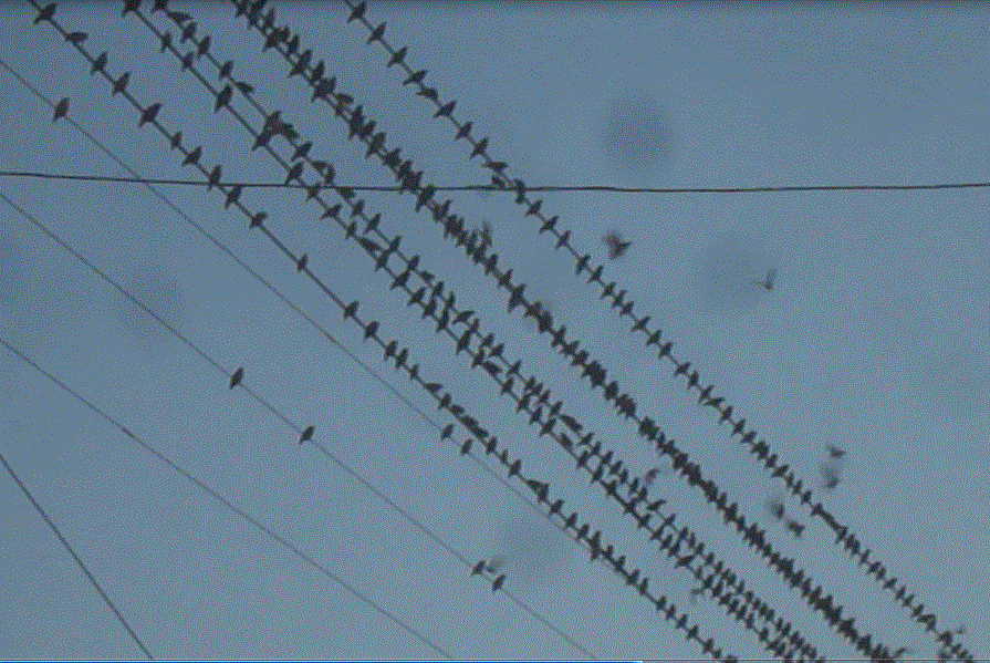 f0231709_21543719.gif
