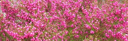 d0019913_1713682.jpg
