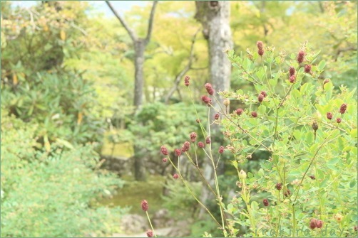 箱根の秋を楽しんできました_f0354014_10031666.jpg