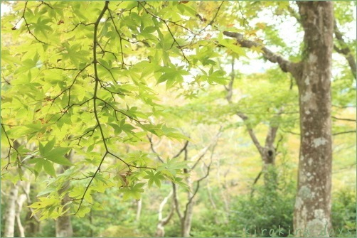 箱根の秋を楽しんできました_f0354014_10031737.jpg