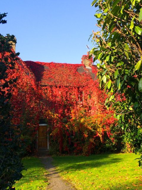 早くも紅葉真っ盛り！紅い蔦の家_e0114020_22095635.jpg