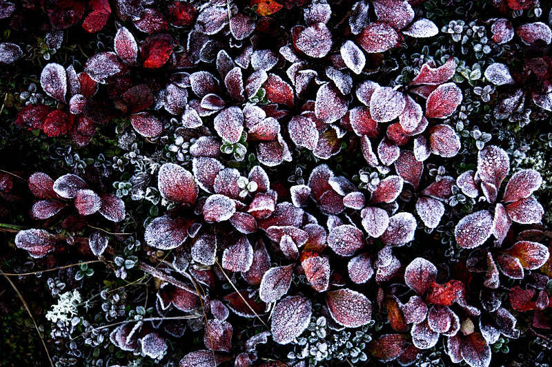 frost flower_c0216331_08362435.jpg