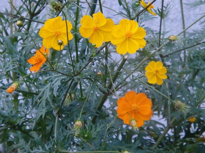 a0054240_2022991.jpg